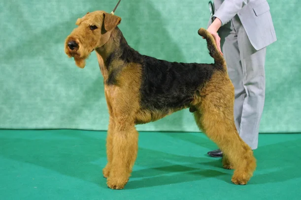 Airedale terrier Soci t Centrale Canine